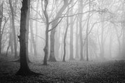 Phil Harbord - Woods